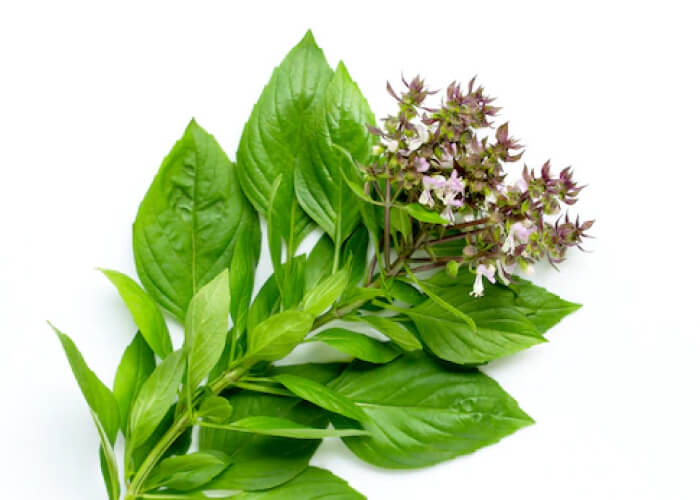 Basil Oil